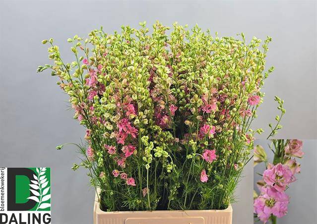 <h4>Delph Ridder Rose Daling</h4>