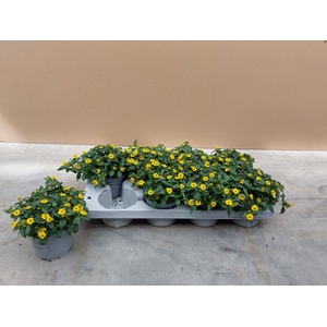 SANV CUZ COMP YELLOW