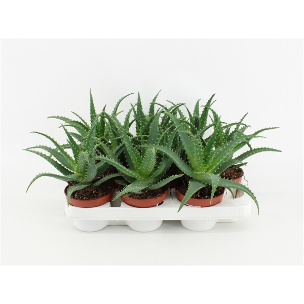 <h4>Aloe Arborescens P10.5</h4>