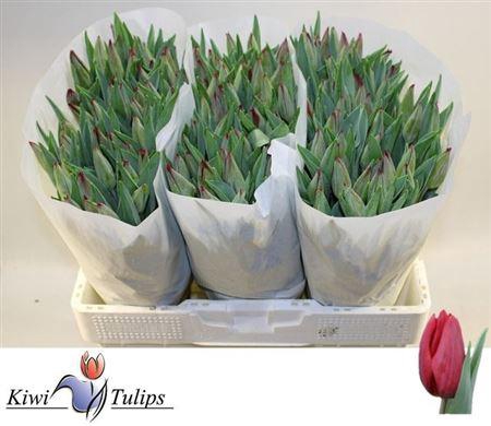 <h4>Tu En Strong Love</h4>