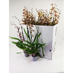 ORCHIDEEEN GEM