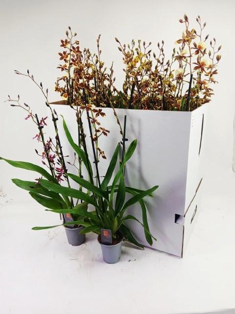 <h4>ORCHIDEEEN GEM</h4>