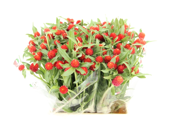 GOMPHRENA RED
