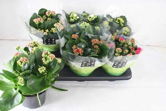 <h4>KAL GE GEM 5 KL</h4>