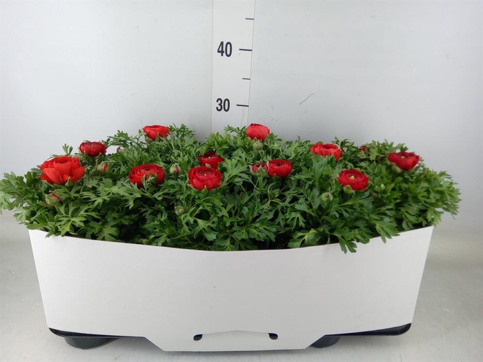 <h4>Ranunculus  'Sprinkles Red'</h4>
