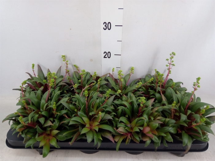 <h4>Crassula rosularis</h4>