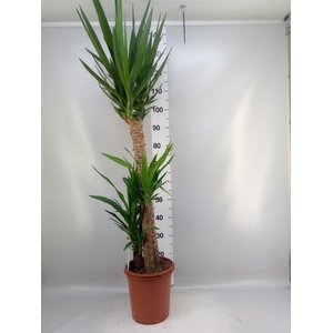 Yucca   ...