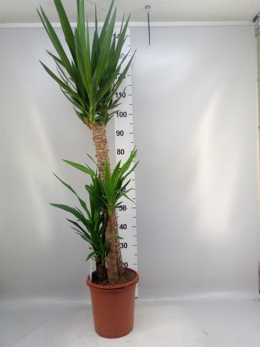 <h4>Yucca   ...</h4>