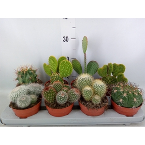 Cactus   ...mix