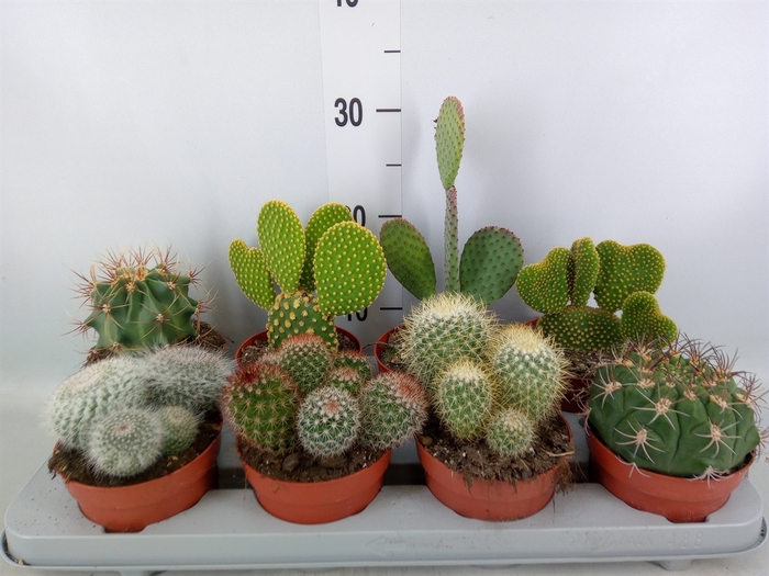 <h4>Cactus   ...mix</h4>