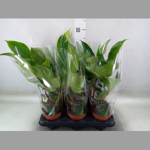 Philodendron   ...