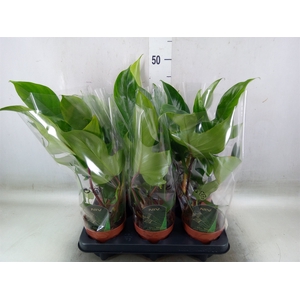 Philodendron   ...
