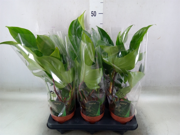 <h4>Philodendron   ...</h4>