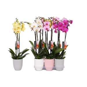 Phalaenopsis mix, 2-spike mix Ceramics