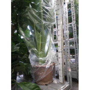 Alocasia  'Portodora'