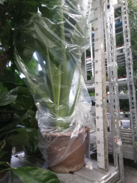 <h4>Alocasia  'Portodora'</h4>