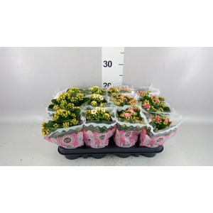 Kalanchoe blos.   ..mix