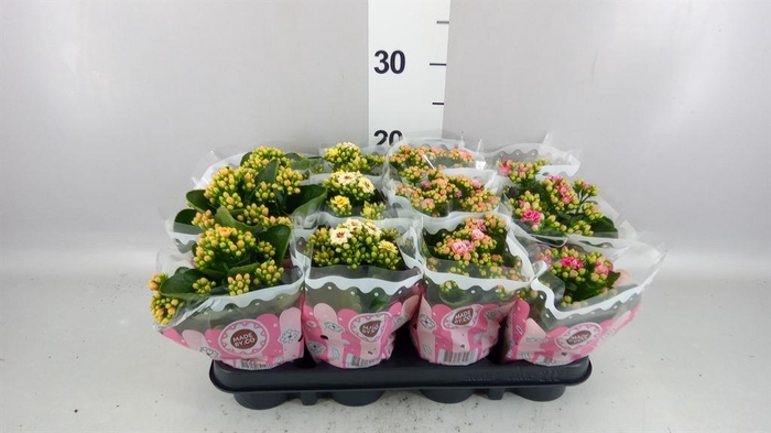 <h4>Kalanchoe blos.   ..mix</h4>