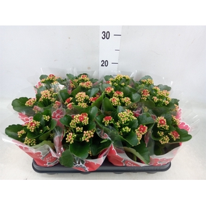 Kalanchoe blos. 'Calandiva Rubio'