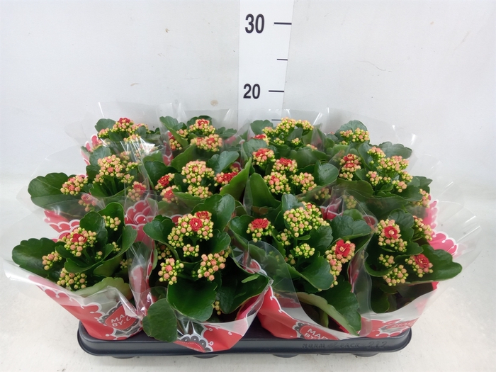 <h4>Kalanchoe blos. 'Calandiva Rubio'</h4>