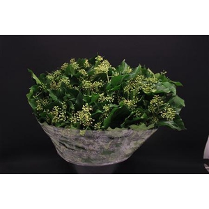 Hedera Blad Italie
