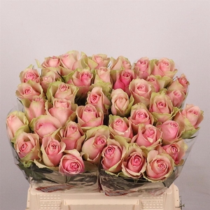 R Gr Belle Rose