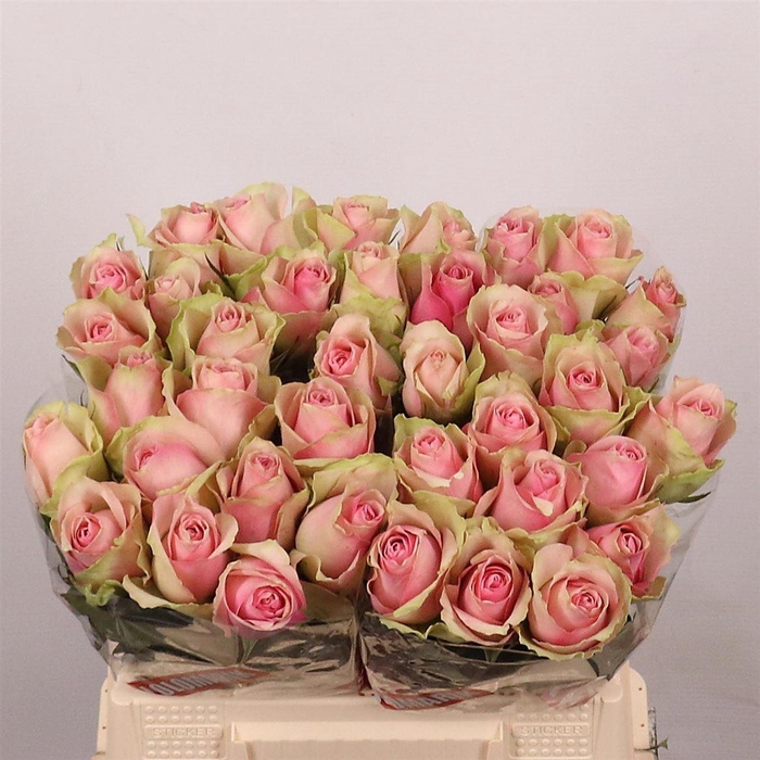 <h4>R Gr Belle Rose</h4>