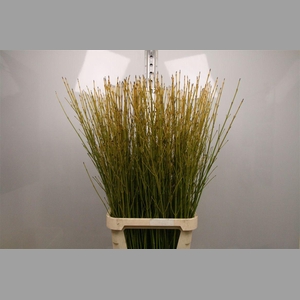 Cornus S Flaviramea