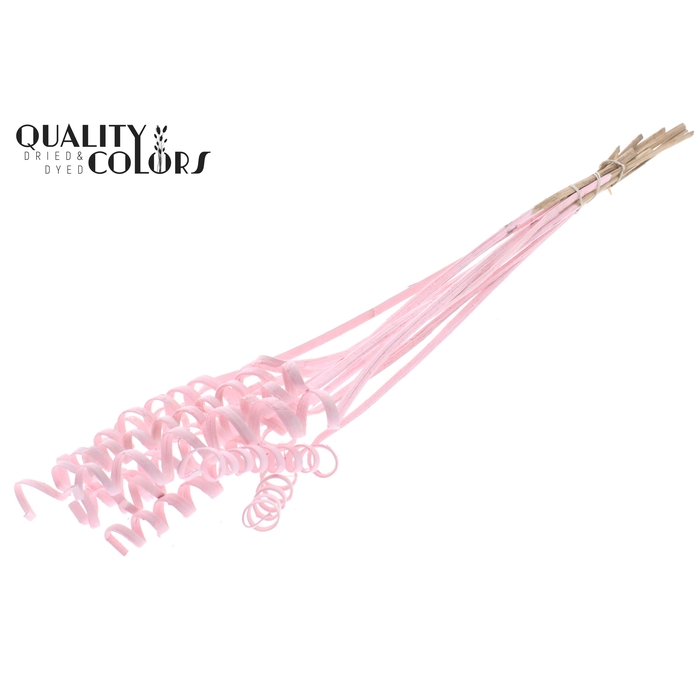 <h4>Cane Spring on stem Covered Light Pink</h4>