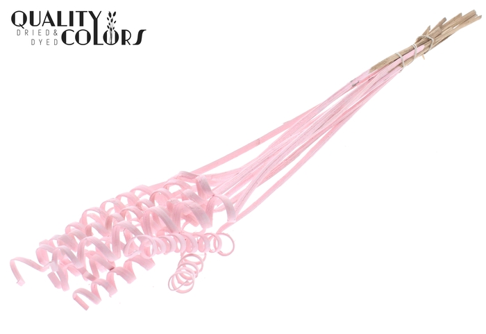 Cane Spring on stem Covered Light Pink