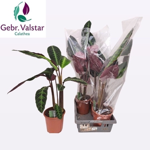 CALAT WARSCEWICZII