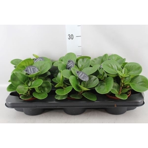 Peperomia