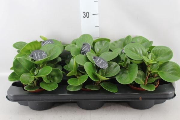 <h4>Peperomia</h4>