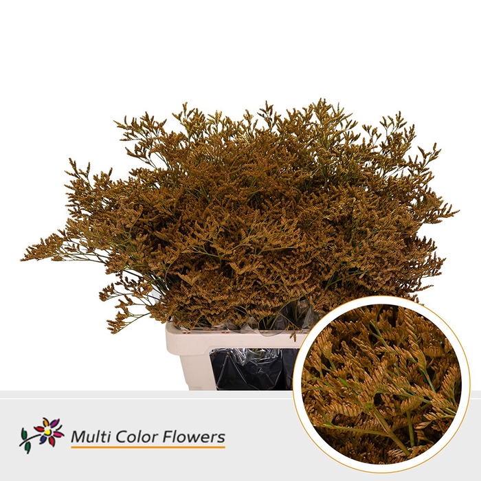 <h4>Limonium Geel Oker</h4>