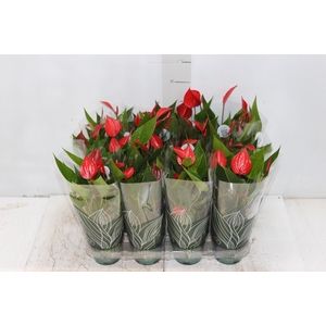 ANTHURIUM MINI MILLION PURE P09