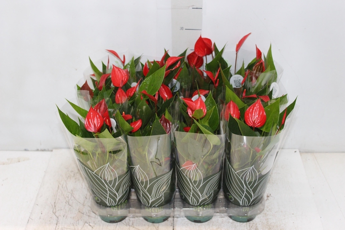 <h4>ANTHURIUM MINI MILLION PURE P09</h4>