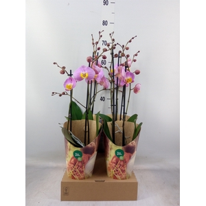 Phalaenopsis   ...rose