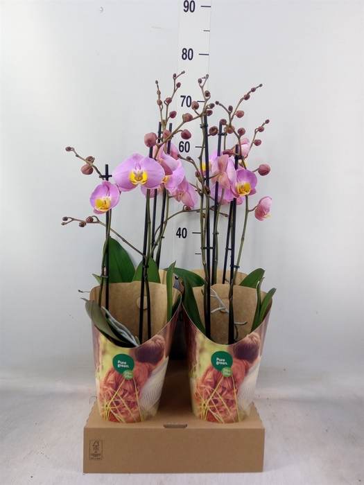 <h4>Phalaenopsis   ...rose</h4>