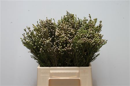 <h4>Brunia Noduliflora</h4>