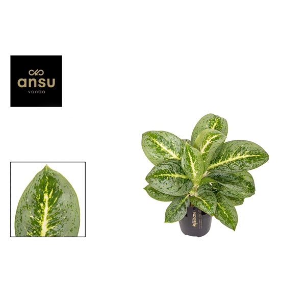 <h4>Aglaonema Lemon Mint</h4>