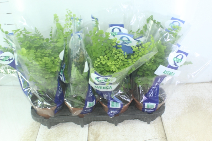 <h4>AVENCA VARIADA P15</h4>