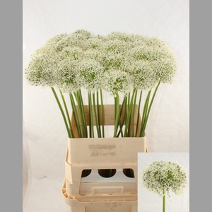 ALLIUM MOUNT EVEREST