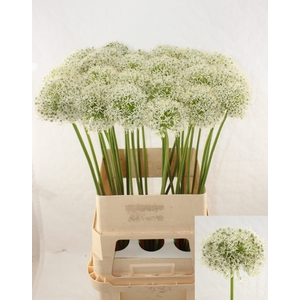 ALLIUM MOUNT EVEREST