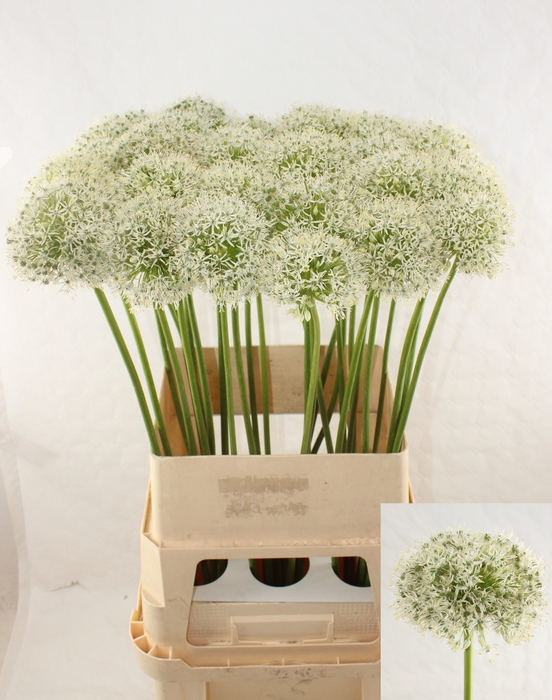 <h4>ALLIUM MOUNT EVEREST</h4>