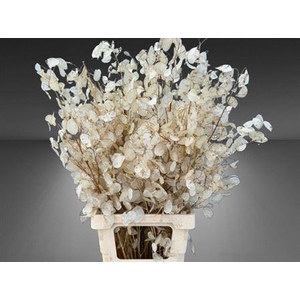 Dried Lunaria Ann Gr Penning