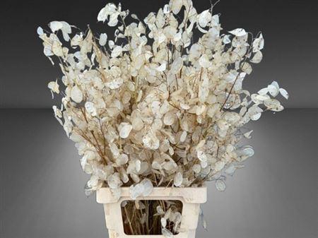<h4>Dried Lunaria Ann Gr Penning</h4>
