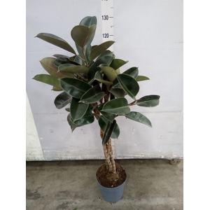 Ficus elastica 'Burgundy'