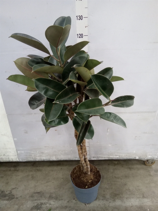 <h4>Ficus elastica 'Burgundy'</h4>