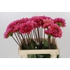 Dahlia Salmon Runner