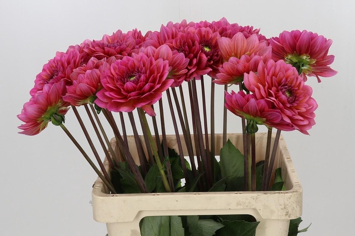 Dahlia Salmon Runner